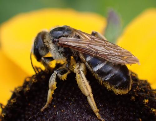 Halictus quadricinctus
